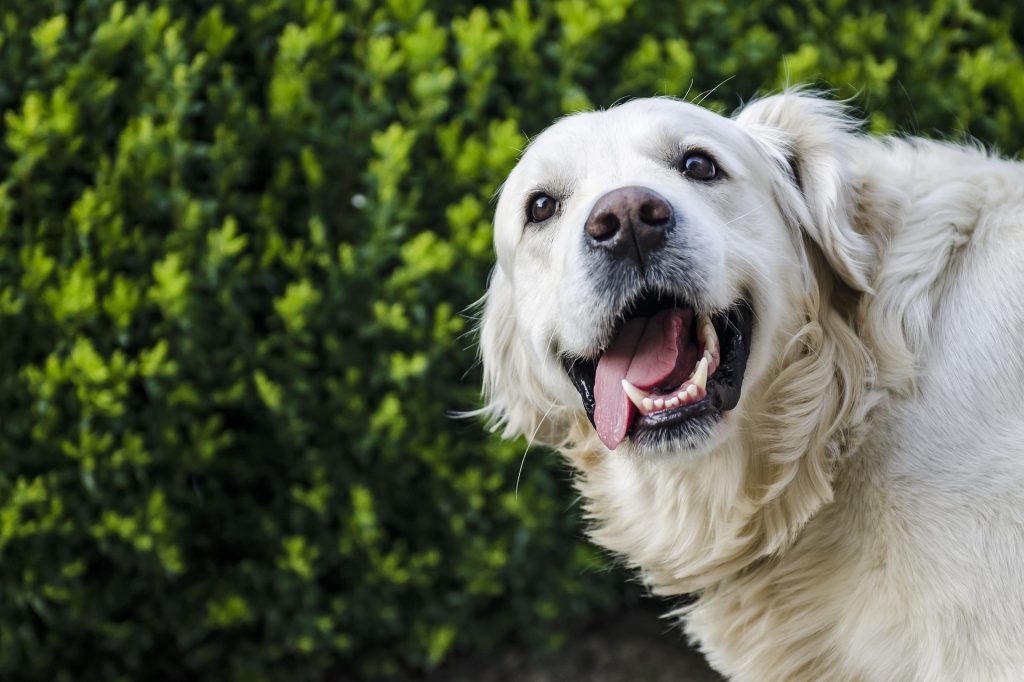 Das niedersächsische Gesetz über das Halten von Hunden
