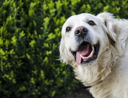 Das niedersächsische Gesetz über das Halten von Hunden