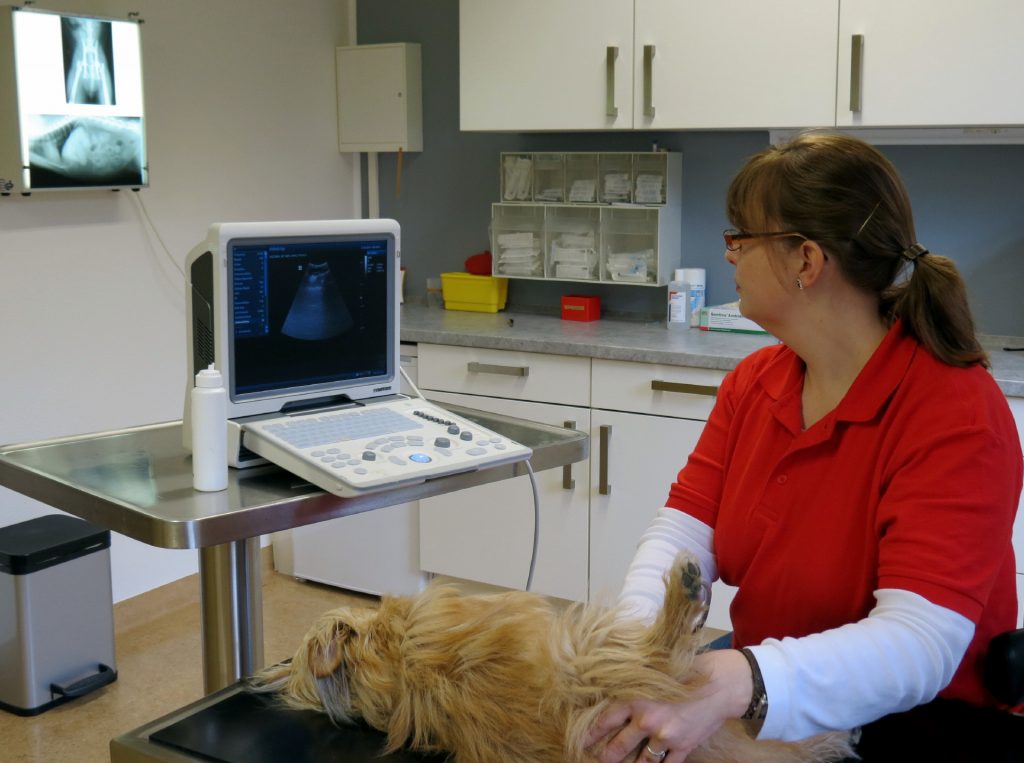 Tierarzthelferin beim Ultraschall eines Hundes